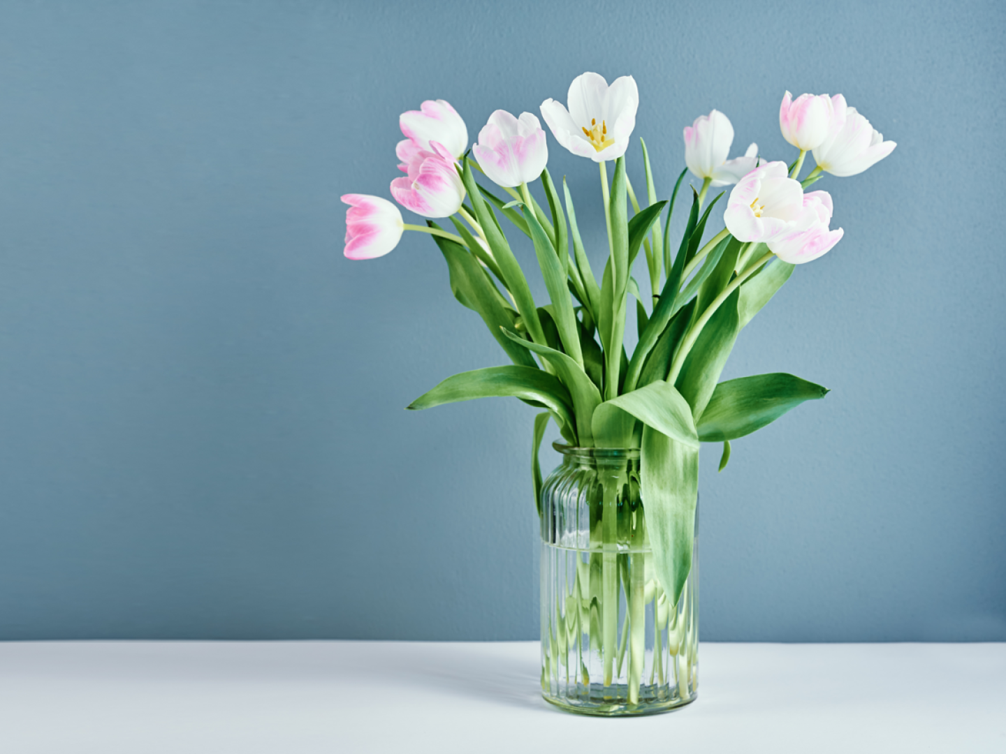 tulip flowers bouquet in vase on blue background 2022 12 16 12 49 50 utc groot